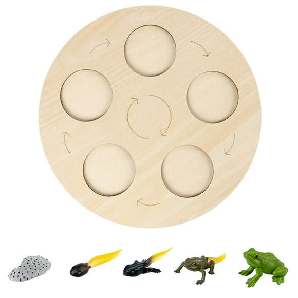 Frog Life Cycle Model with PVC Material for Educational and Decorative Purposes