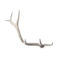 thumbnail image 1 of ElkGroup International Weathered Resin Elk Antler, 1 of 1