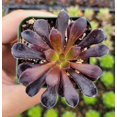 thumbnail image 5 of Aeonium Black Rose Plant Live for Planting - Black Tree Aeonium Plant - Houseleek Tree - 2 Inch Pot, 5 of 6