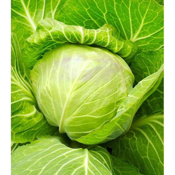 Earthcare Seeds - Cabbage Golden Acre 500 Seeds (Brassica Oleracea) Heirloom - Open Pollinated