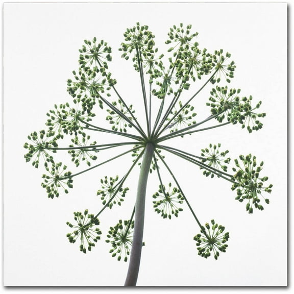 Trademark Fine Art "Nature's Amazing Wonder" Canvas Art by Kurt Shaffer