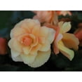 thumbnail image 2 of Bonin, Suzanne 24x19 Gold Ornate Wood Framed with Double Matting Museum Art Print Titled - Tuberous Begonia, 2 of 4