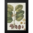 thumbnail image 2 of Vision Studio 11x14 Black Modern Framed Museum Art Print Titled - Exotic Botanique II, 2 of 5