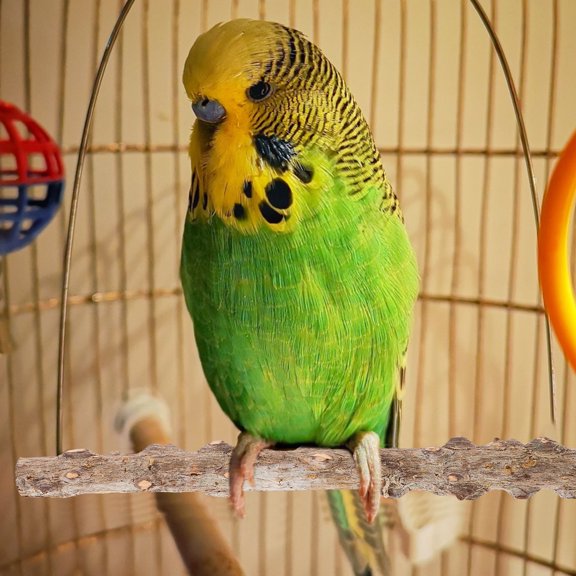 Clispeed wood bird perch paw Bird Standing Stick Light Brown 1 Set