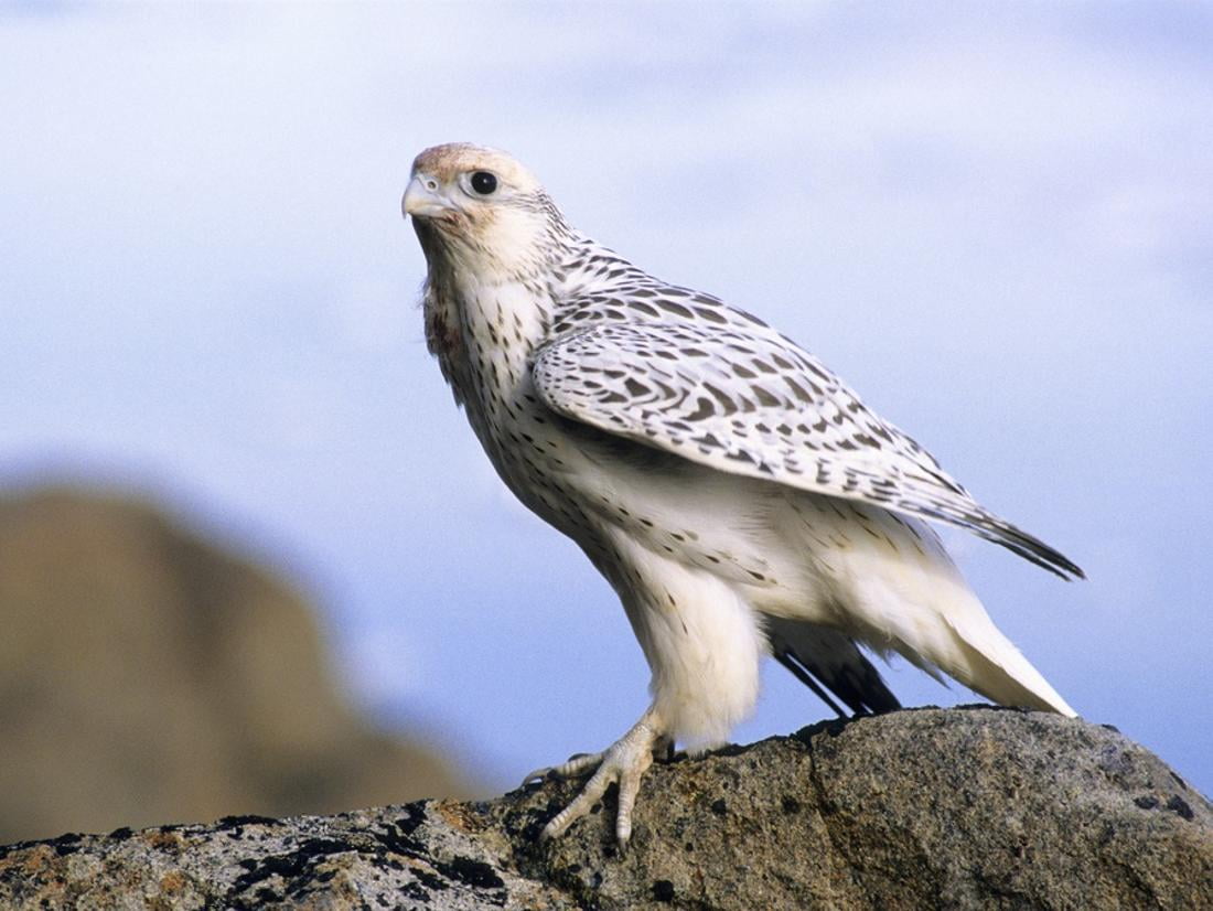 Juvenile Gyrfalcon Falco Rusticolus Ellesmere Island Nunavaut Arctic Canada Print Wall Art By Wayne Lynch Walmartcom