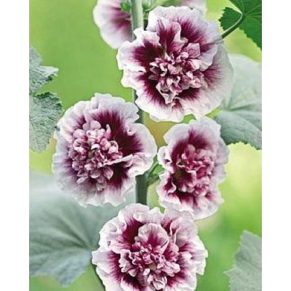 25 Double Purple Hollyhock Seeds – Tall Perennial Cottage Garden Flower – Pollinator Friendly Blooming Plant
