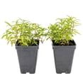 thumbnail image 2 of 2 Cat Mint Plants in 3.5” Cubes | Live Aromatic Pet-Friendly Herb for Cats for Fresh/Dried Use & Enrichment | Fast-Growing Cold-Hardy Perennial for Containers & Gardens (Nepeta), 2 of 10