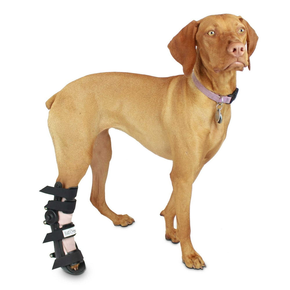 gabapentin dog back leg weakness