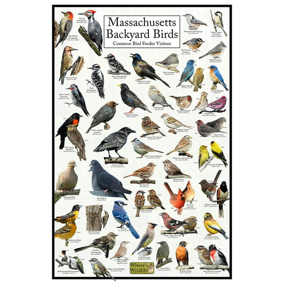 Massachusetts's Backyard Birds Poster - Massachusetts Bird Chart Highlighting Birds At Your Bird Feeder
