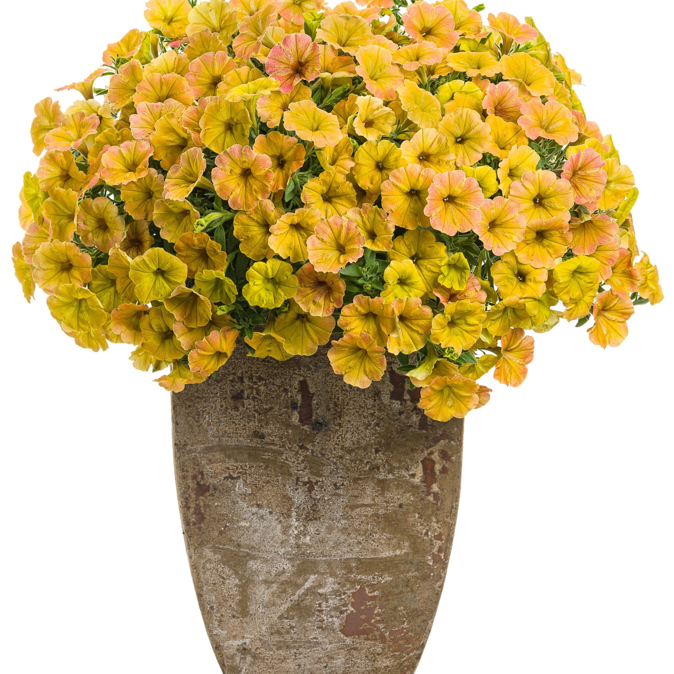 Proven Winners 4" Yellow Supertunia Honey Petunia Live Plant in 4.25" Pot (4 Count)