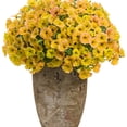thumbnail image 6 of Proven Winners 4" Yellow Supertunia Honey Petunia Live Plant in 4.25" Pot (4 Count), 6 of 9