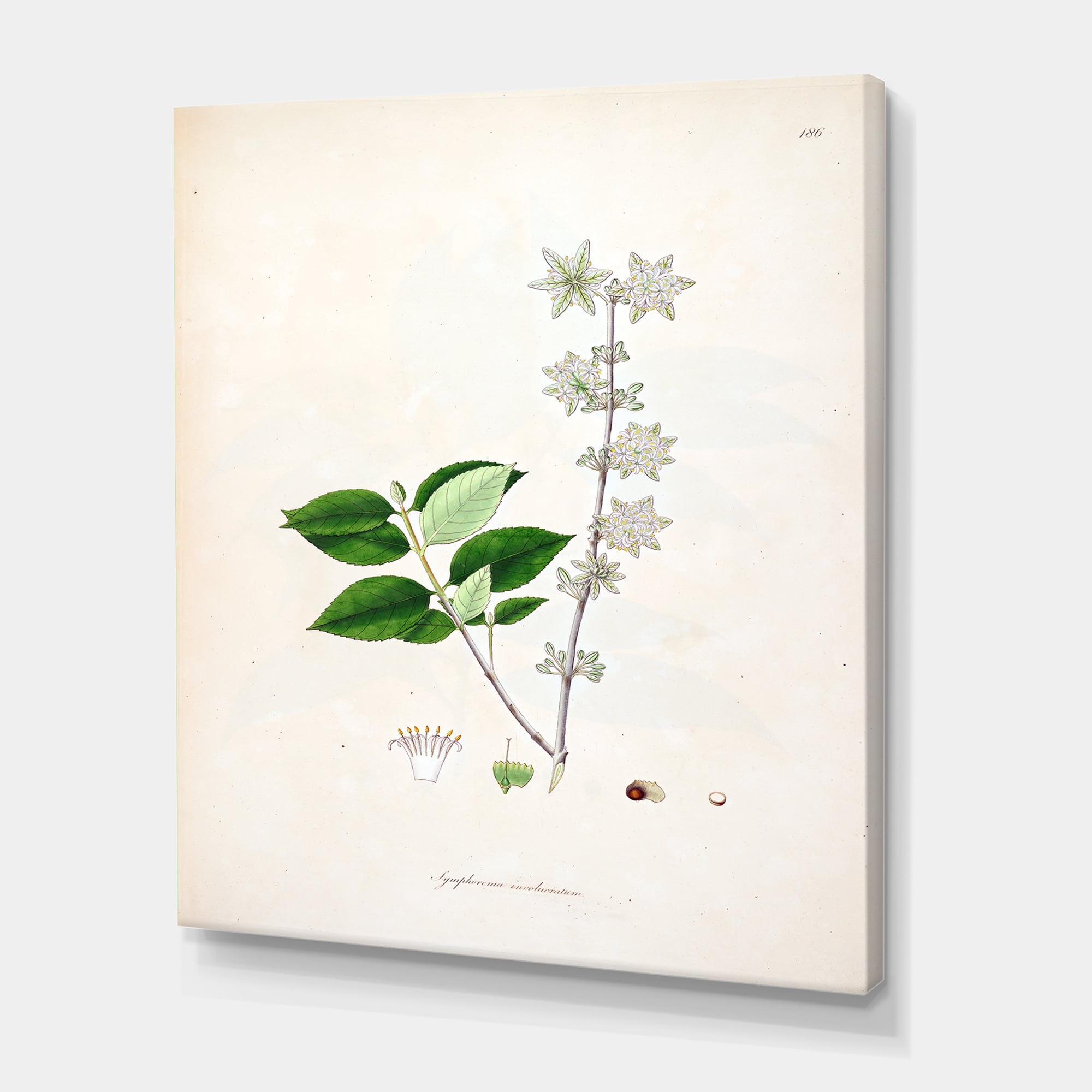 Designart ' Ancient Botanicals XV ' Farmhouse Canvas Wall Art Print
