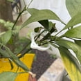 thumbnail image 4 of Clips para enrejado de plantas, Clips para plantas Clips para jardín en forma de gato Clips para plantas Resultados impresionantes, 4 of 6