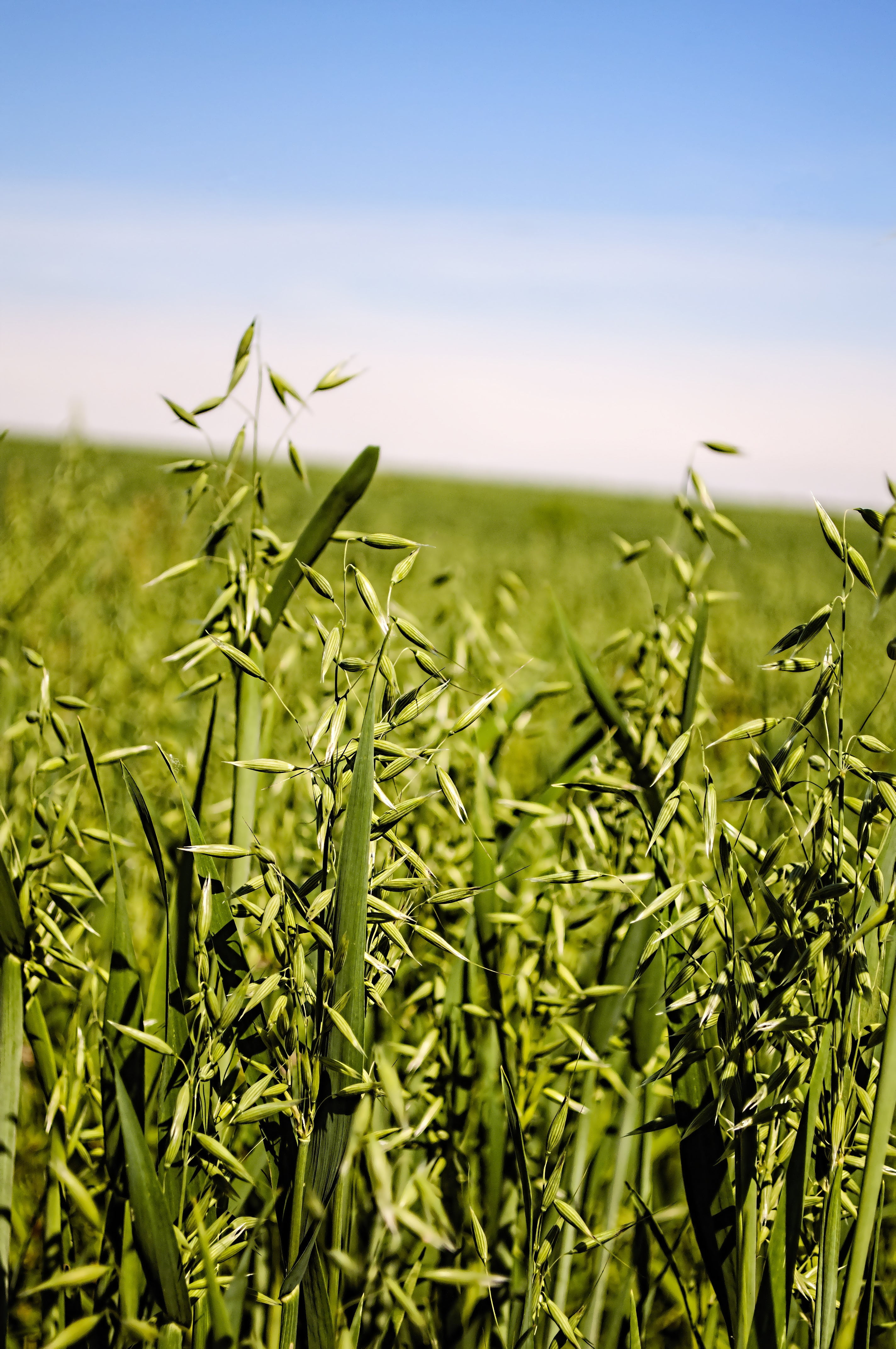 Hale Habitat & Seed Forage Oat Food Plot Seed, 5 lbs