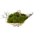 thumbnail image 4 of Nearly Natural 7" Plastic Succulent Garden Artificial Plant with Seashell, Green, 4 of 6