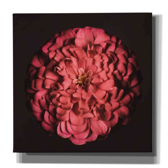Epic Graffiti 'Portrait of a Zinnia' by Leah McLean,, 37"x37"