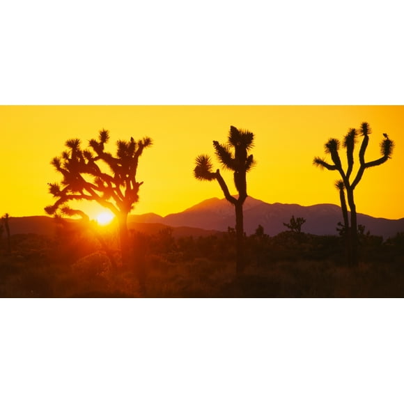 Silhouette of Joshua trees (Yucca brevifolia) at sunset, Joshua Tree National Monument, California, USA Poster Print (27 x 9)