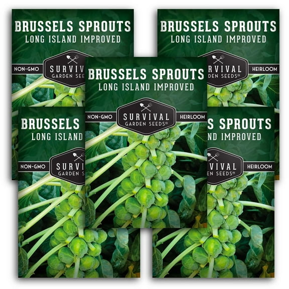 5 Packs Long Island Improved Brussels Sprouts Seeds - Non-GMO Heirloom Full Sun Biennial Vegetable