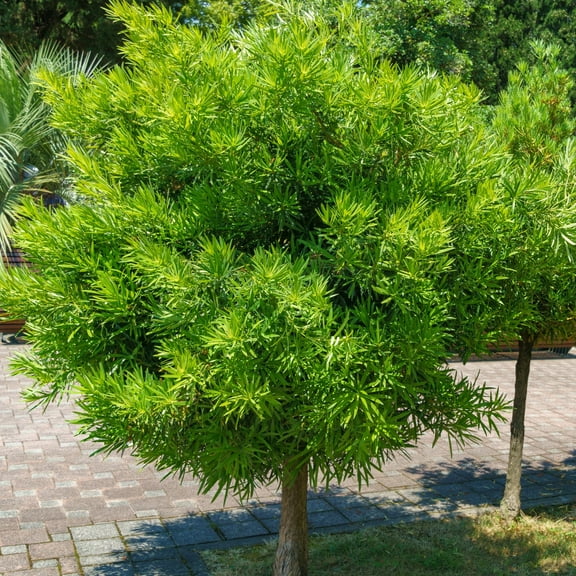 3 gal Yew Live Shrub with Partial Shade Conditions