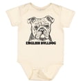 thumbnail image 3 of Inktastic English Bulldog Sketch Portrait with Dog Breed Name Boys or Girls Baby Bodysuit, 3 of 5