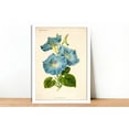 thumbnail image 2 of Morning Glory Vintage Lithograph (1832-1922) - Giclee Fine Art Print -Painting Art, Dining Room Wall Decor Ideas, Art Deco Frameless 8x10inch, 2 of 6