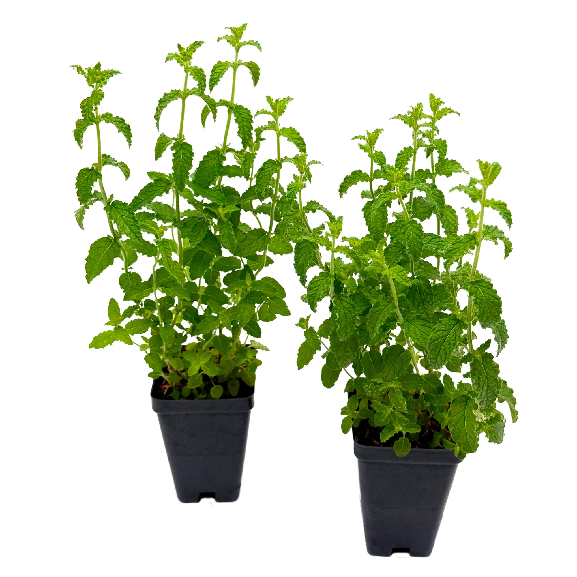 Strawberry Mint, 6-Pack, Live Plants in 2.5-inch Nursery Cubes | Mentha × piperita 'Strawberry' | Easy-Care Edible Perennial Herb, Minty-Strawberry Flavor