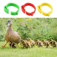 thumbnail image 3 of 100X Chicken Leg Rings Adjustable Poultry Foot Label Sturdy Plastic Bird Buckle Identification Ring for Duck Goose Animal Homehold, 3 of 9