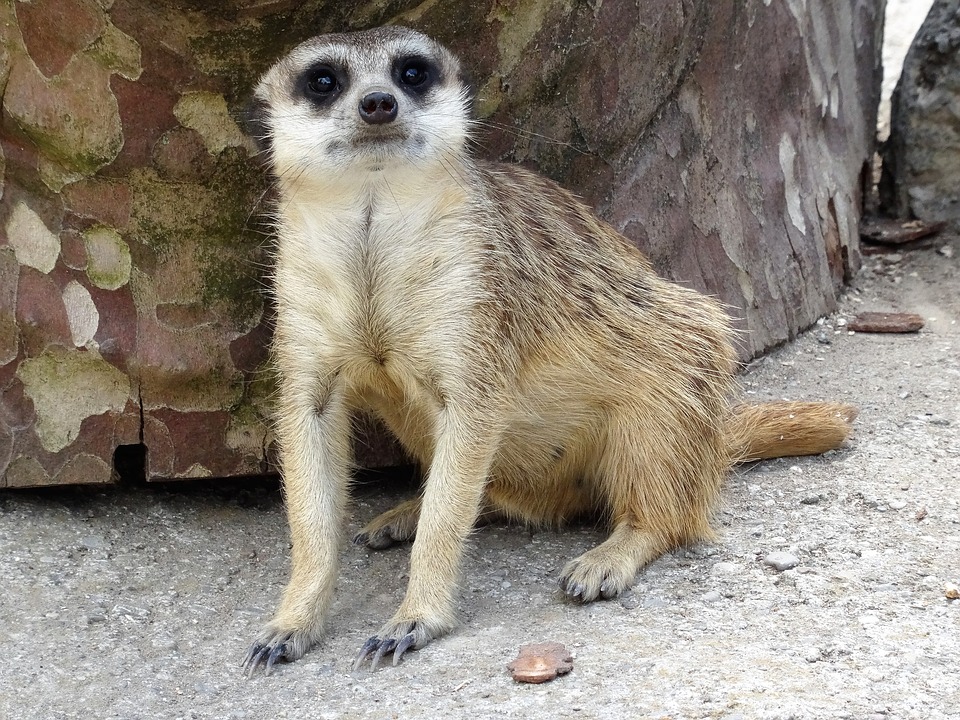 PeelnStick Poster of Desert Zoo Meerkat Animal Nature