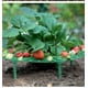 thumbnail image 3 of 10 paquetes de soportes para fresas, soporte para plantas de fresas, estantes para cultivo de fresas, marco para cultivo de fresas, 3 of 5