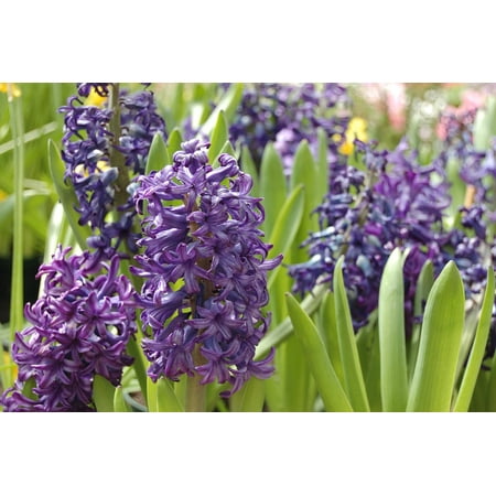 Framed Art for Your Wall Spring Hyacinth Garden Bulb Plant Purple Flower 10x13