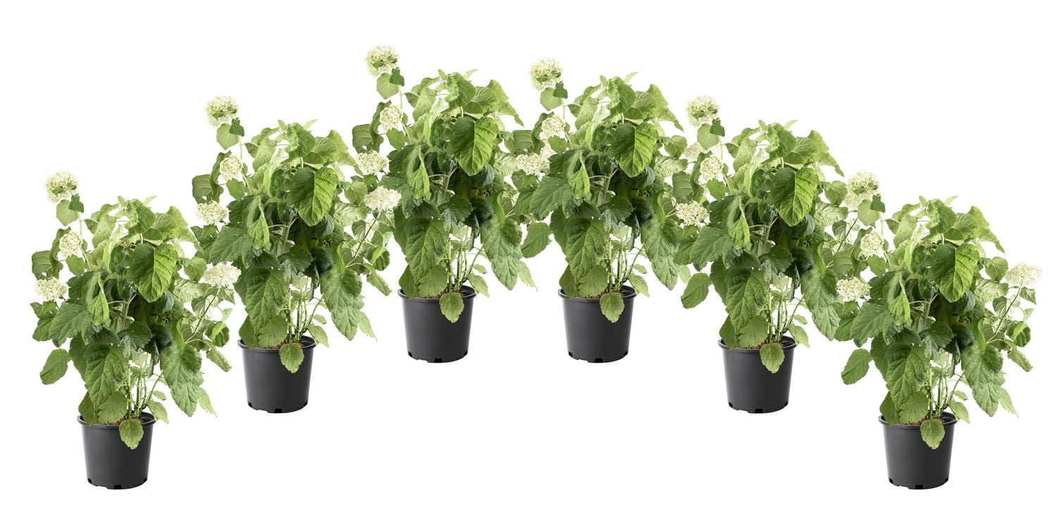 Ensemble de arbuste 6 contenants de 1 gallon (3,8 L) hortensia Annabelle
