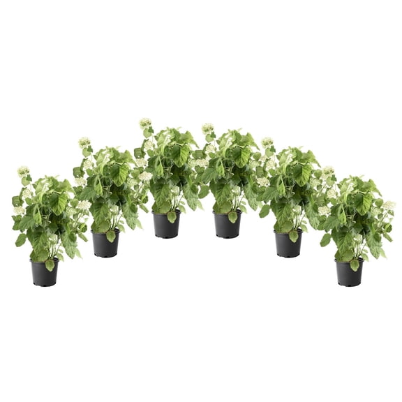 1 Gallon (3.8L) Annabelle Hydrangea Shrub 6 Pack