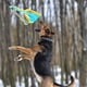 thumbnail image 4 of Varita Teaser Extensible Para Perros, Poste De Coqueteo, Diversión De Seguridad, Aleación De Aluminio Interactiva Para Hacer Ejercicio Para Todos Los Perros, 4 of 7