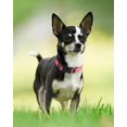 thumbnail image 4 of Reflective dog collar with padding, soft chloroprene rubber nylon adjustable pet collar, heavy-duty quick snap button, pet collar neon pink S, 4 of 7