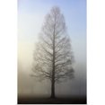 thumbnail image 1 of Great BIG Canvas | "Trees Surrounded By Fog, Oregon Cascades, Oregon" Art Print - 20x30, 1 of 4