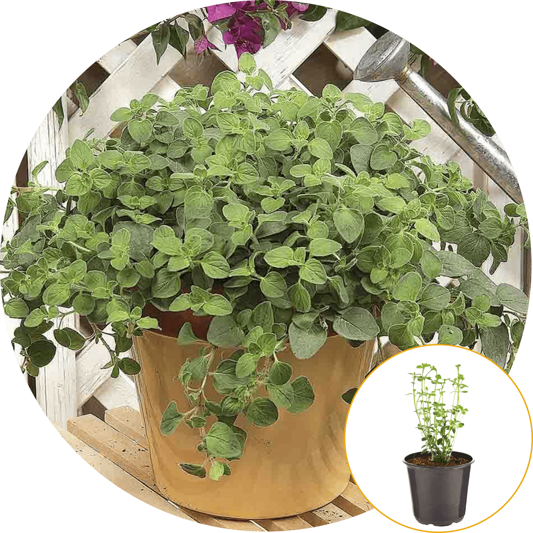 Ferry-Morse Plantlings Oregano Italian Live Plants 4in. Pot, 2 Pack