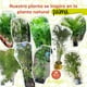 thumbnail image 4 of Planta artificial decorativa moderna Artego Palmera Hawaii grande 160cm para hogar sala comercio oficina, 4 of 9