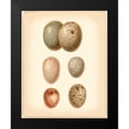 thumbnail image 2 of Vision Studio 15x18 Black Modern Framed Museum Art Print Titled - Bird Egg Study IV, 2 of 5