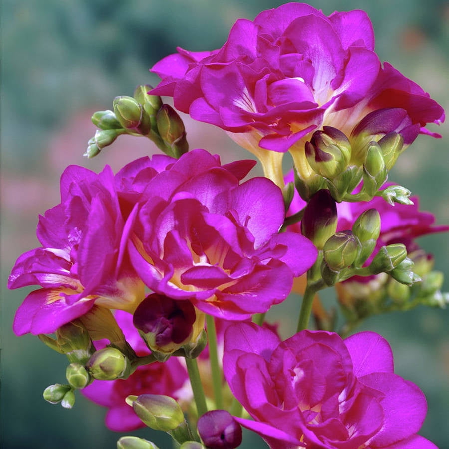 Van Zyverden Freesias Purple Rain Set of 25 Bulbs Purple Part Sun