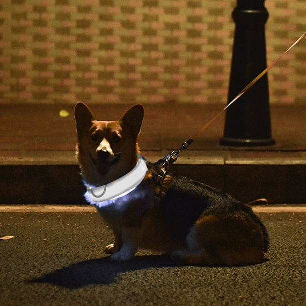 Pisexur Suministros para mascotas Collar para perros Collar iluminado brillante y de alta visibilidad recargable por USB para paseos nocturnos de mascotas en 4 colores peperros, gatos y animales