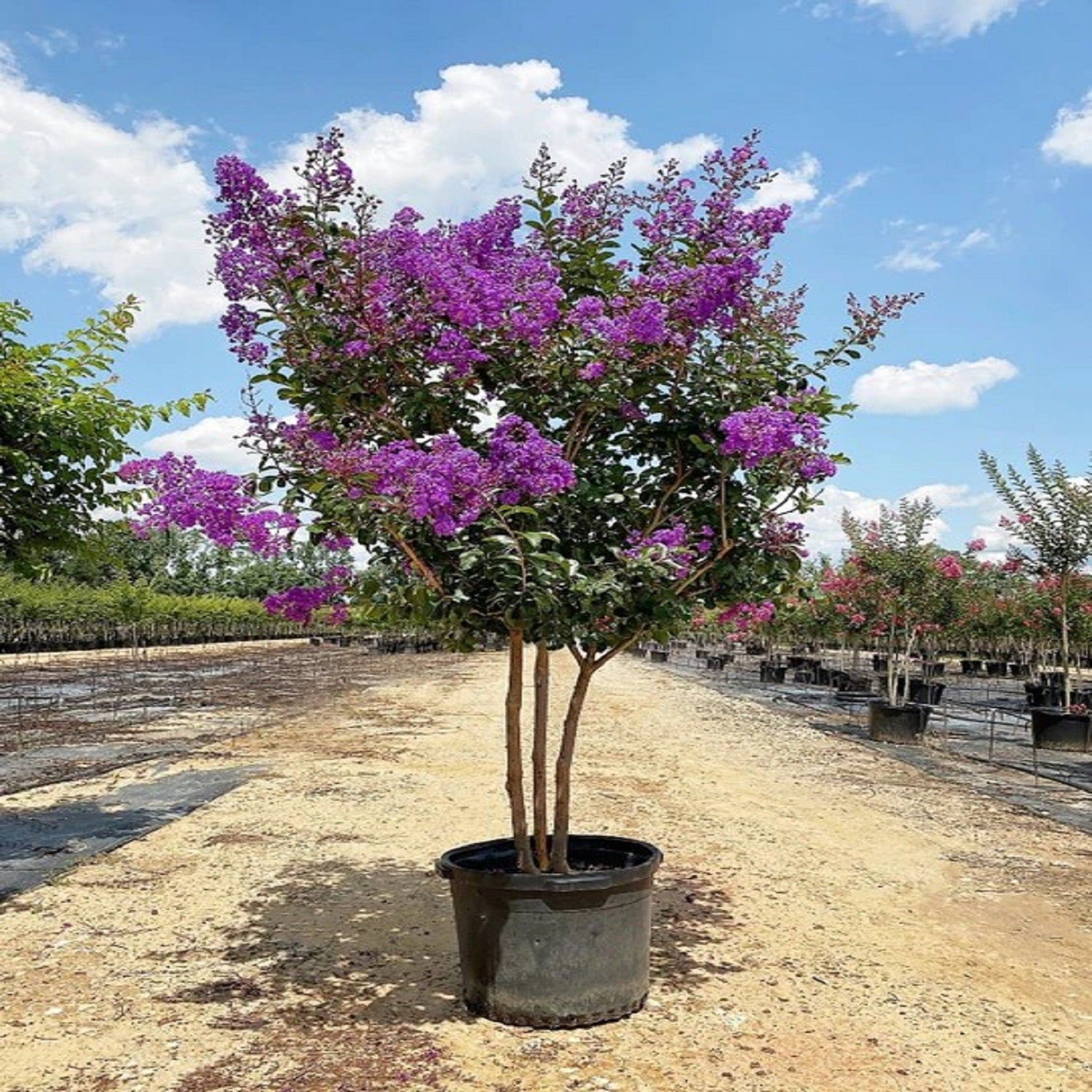 Southern Living 1.5- 2 ft tall Miss Sandra Crape Myrtle Live Tree in 3-Gallon Grower Pot