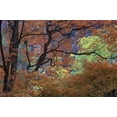 thumbnail image 2 of Young, Bill 18x13 Black Ornate Wood Framed with Double Matting Museum Art Print Titled - UT, Zion NP Maple tree with orange autumn leaves, 2 of 4
