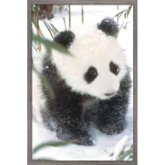 Animals - Panda in the Snow Wall Poster, 14.725" x 22.375", Framed