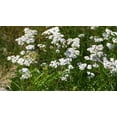 thumbnail image 4 of White Yarrow Wildflower Seeds/Perennial/Full Sun/ 156K Seeds 1 oz/ Zellajake Farm and Garden  - B136, 4 of 5
