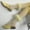 Yellow, variant on Women Fashion Lace Mesh Soft Solid Socks Short Stockings Socks Womens Socks Size 9-11 Womens Sock Socks Women Small Size 11 Socks Men Woman Socks Adult Women Womens Socks for Running Anime High Tops