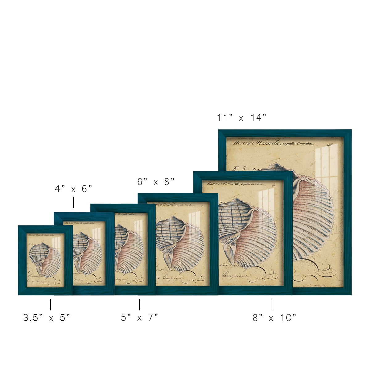 Seashell Ephemera V - Framed Print w/glass - Ocean Blue