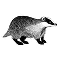 thumbnail image 3 of Lavinia Stamps - Badger, 3 of 3