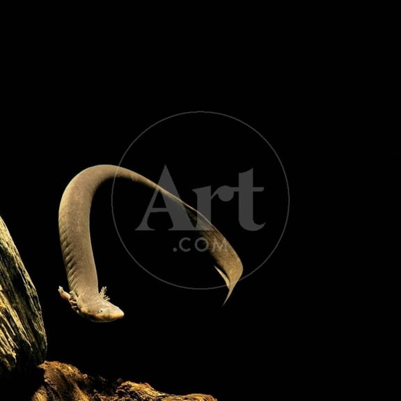 Siren Intermedia Lesser Siren, Animals Unframed Photographic Print Wall Art by Paul Starosta Sold by ArtCom