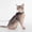 Coffee, variant on Adjustable Airtag Holder Cat Vest Harness with 1.5M Matching Leash, Escape Proof Reflective Pet Chest Harness for Kittens & Small Cats 3 to 8 Pounds Outdoor Walking