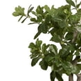 thumbnail image 4 of Vintage Home Artificial Faux Tung Tree 30" High Fake Plant Real Touch for Indoor/Outdoor Home and Office Accent Décor with Eco Planter, 4 of 6